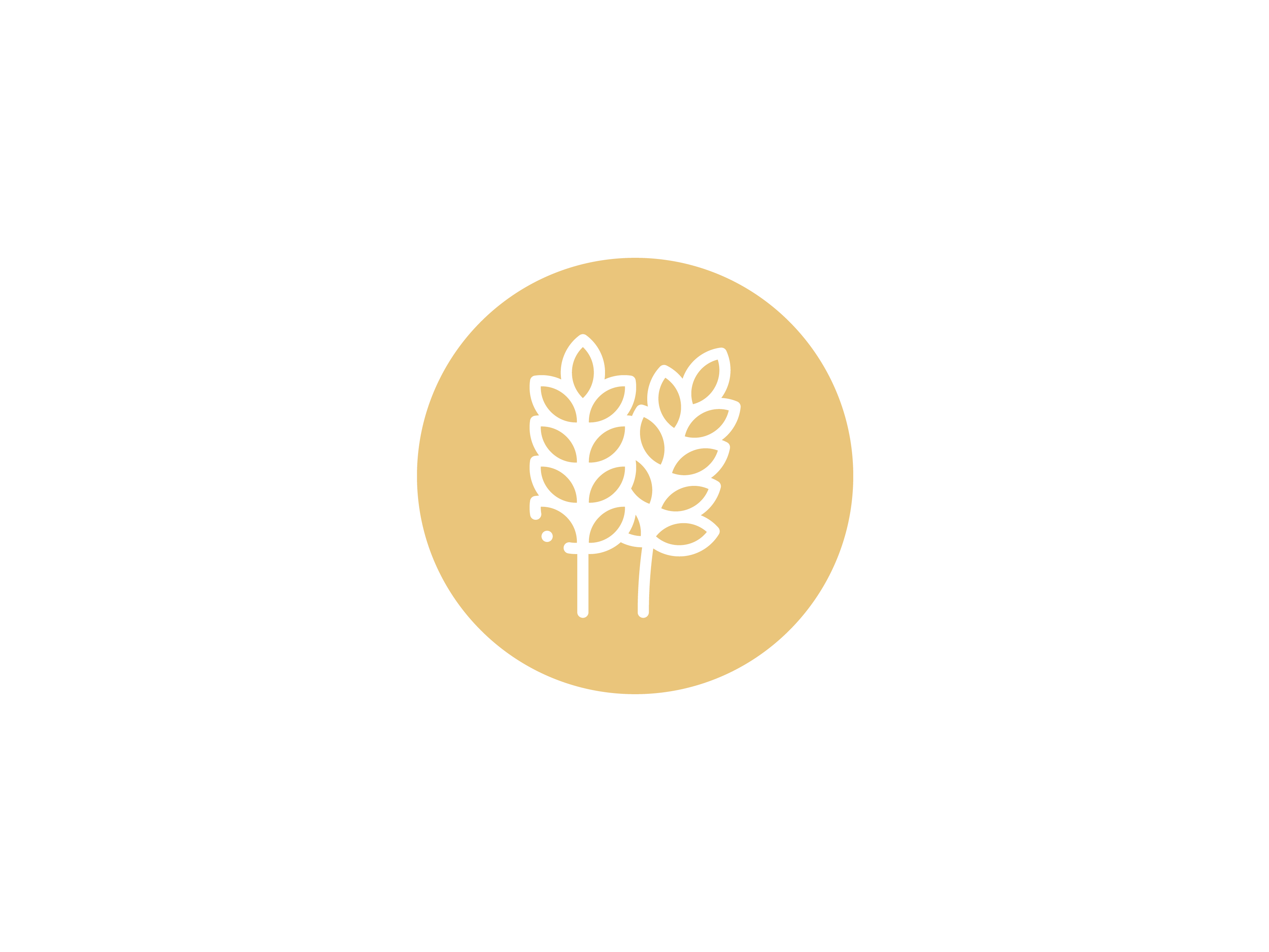 logo d'une germe de blé